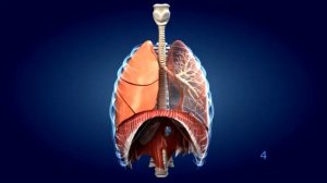 Дыхательный тренажер легкие  40