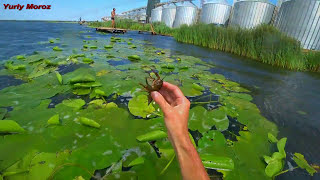 Ловля раков раками. Как ловить и где искать раков смотреть онлайн