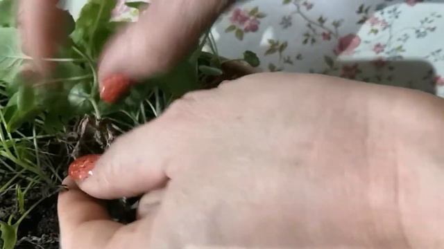 Удалять или не удалять цветоносы? Кампанула. смотреть онлайн