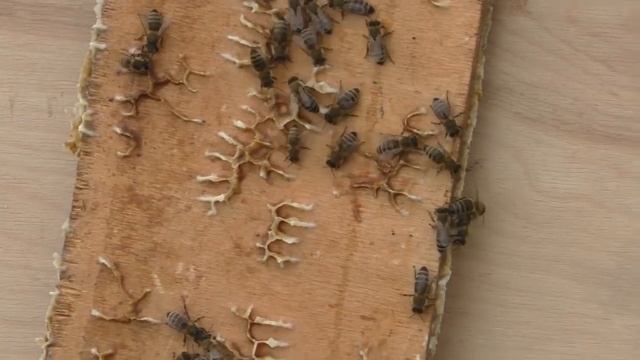 Убрали капусту \ Что меня напрягает ! смотреть онлайн