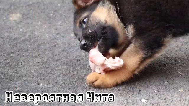 Овчарята кушают мясо смотреть онлайн