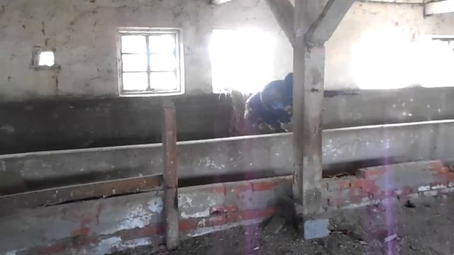 12 04 2015г Учхоз Коровники