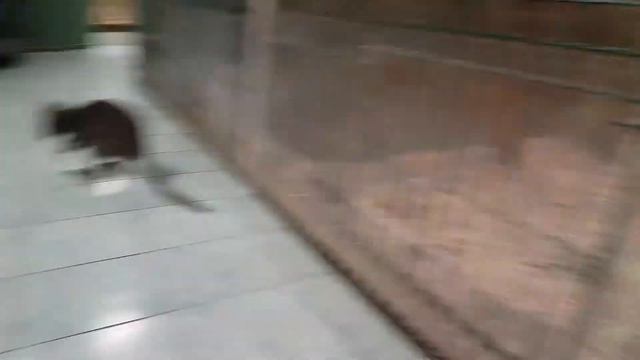 Кенгуру в контактном зоопарке в Спб смотреть онлайн