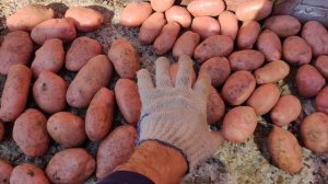 Крупный картофель Сарпо Мира на продажу.