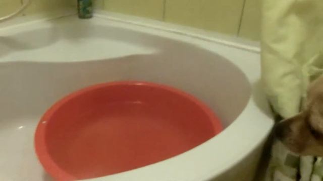 Говорящая чихуахуа и бомбочка для ванны. смотреть онлайн