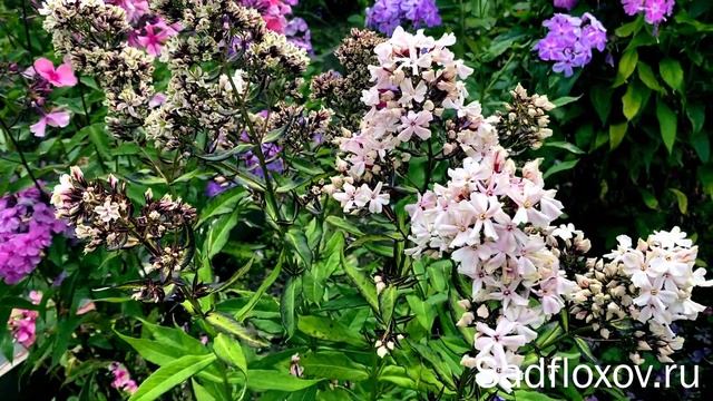 Необычный флокс  Пьюэ Филлингс Pure Fillings 3 в 1 или лучший флокс для букетов