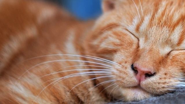 Настройка на Сон/Аутогенная Тренировка/АСМР. Шопот. Поможет вам быстрее уснуть. смотреть онлайн