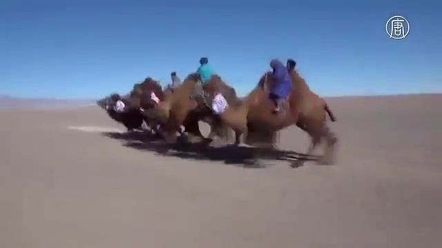 Фестиваль верблюдов в Монголии смотреть онлайн