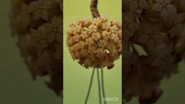 Hoya bicolor and ants. #shortvideo #nature #plants #shorts #hoya #beautiful #plantas #love смотреть онлайн