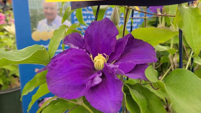 Clematis Kingfisher™ // Magnificent Raymond Evison™ Clematis - Amazing Blue Climbing Vine смотреть онлайн