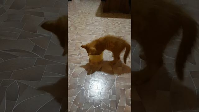 Кот Леопольд и скотч смотреть онлайн