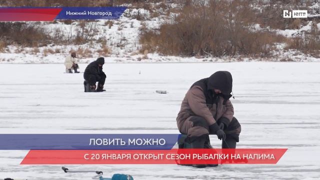 В Нижегородской области закончился нерестовый период у налима смотреть онлайн