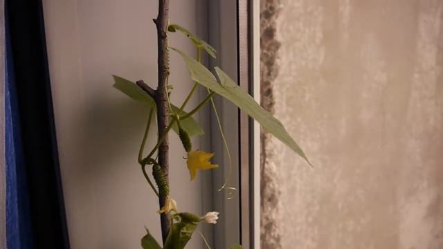 Огурец на подоконнике смотреть онлайн