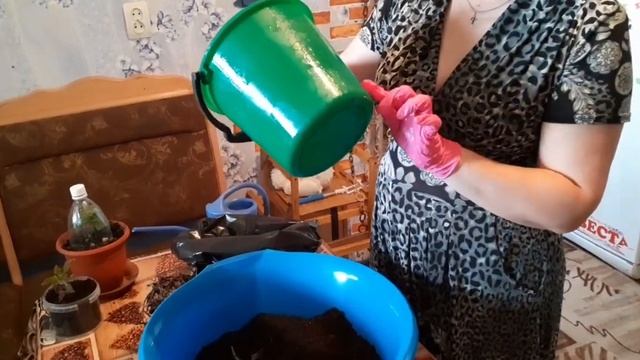 ФИНИКОВАЯ ПАЛЬМА,особенности ухода в домашних условиях.29.04.2020 смотреть онлайн