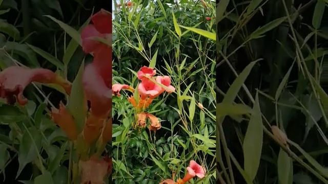 Кампсис, бамбук в саду. смотреть онлайн