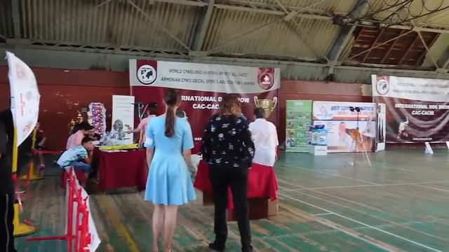 Так было в 16.08.18 Вставка собак Амира Ереван 🇦🇲 Дэнни Бультерьер Эксперт Нина Макерова смотреть онлайн