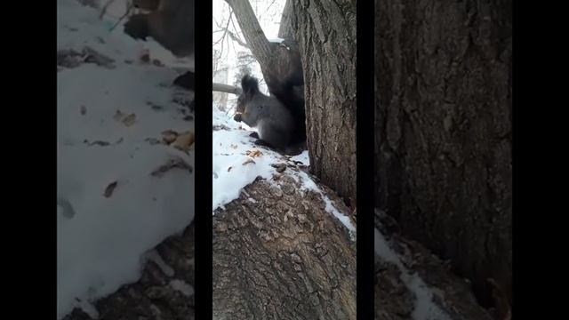 Кормлю рыжую белочку Рыжку 16 ноября 2023г смотреть онлайн