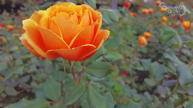 Pride of Cheshire Hybrid Tea Rose, Queen Mary's Rose Garden, London смотреть онлайн