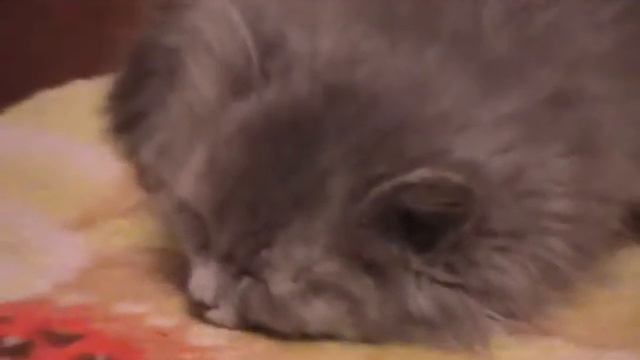 Баю,бай смотреть онлайн
