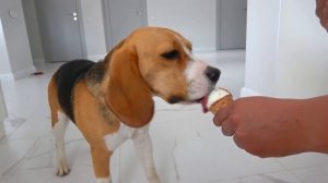 ШЕРЛОК БОИТСЯ ВОДЫ. НЕ ХОЧЕТ УЧИТЬСЯ ПЛАВАТЬ. БРОС ШОУ ПЕТ