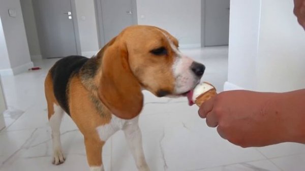 ШЕРЛОК БОИТСЯ ВОДЫ. НЕ ХОЧЕТ УЧИТЬСЯ ПЛАВАТЬ. БРОС ШОУ ПЕТ