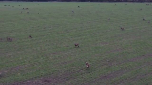 дикие животные с квадрокоптера смотреть онлайн