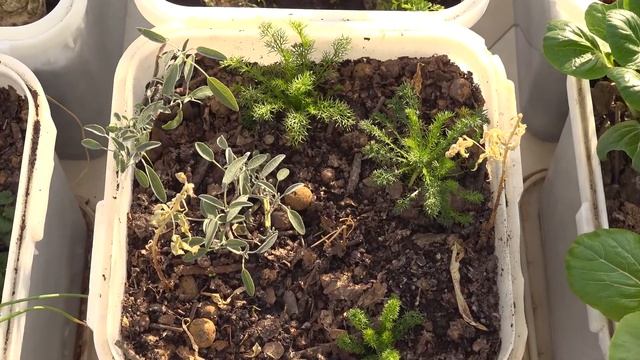 Осенняя теплица. Выгонка и выращивание зелени в отапливаемой теплице. Зелень круглый год. смотреть онлайн