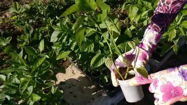 Рассада перца перед высадкой Как лучше посадить смотреть онлайн