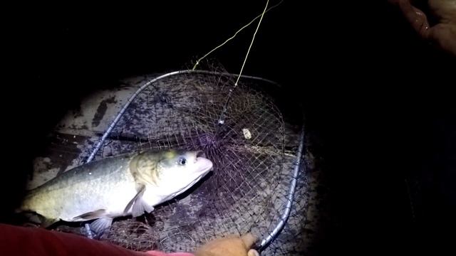 ловля толстолоба ночью, рабочий метод! рыбалка на толстолоба, снасть на толстолобика. смотреть онлайн