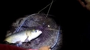 ловля толстолоба ночью,  рабочий метод! рыбалка на толстолоба, снасть на толстолобика.