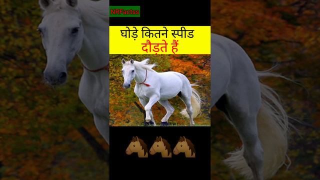 घोड़े कैसे संभोग Karta🥵Hai #viral #short #facts #youtubeshort #mrindianhackar #crazy @NRFactss смотреть онлайн