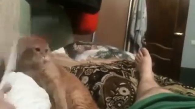 Котика замучили смотреть онлайн