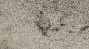 Муравьиный лев и его жертвы. ( Myrmeleontidae )