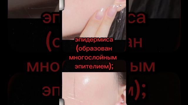 Строение кожи