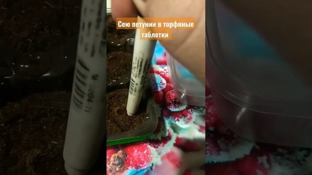 Петунии в тепличке. Самый простой способ выращивания смотреть онлайн