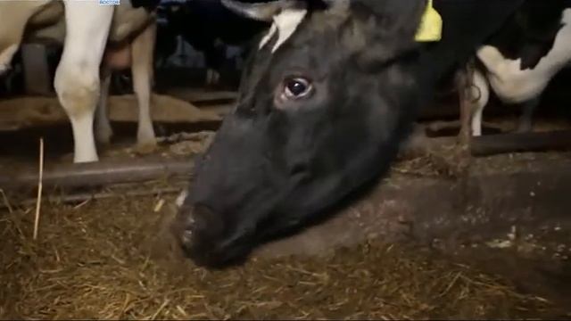 Фаина Пошешулина смотреть онлайн