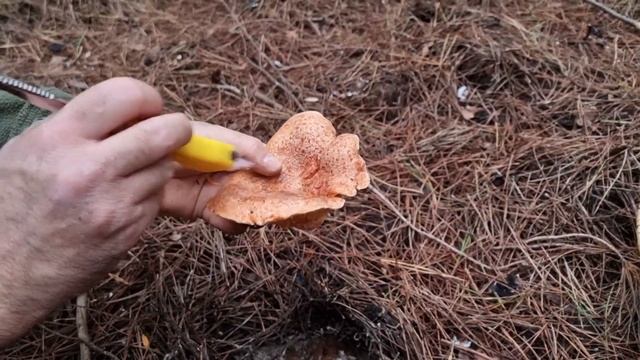 Συλλογή Lactarius deliciosus στην Εύβοια | Hunting Lactarius in Evia island смотреть онлайн