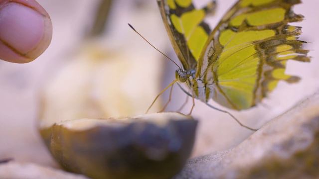 Inside The UK's Largest Butterfly Farm смотреть онлайн