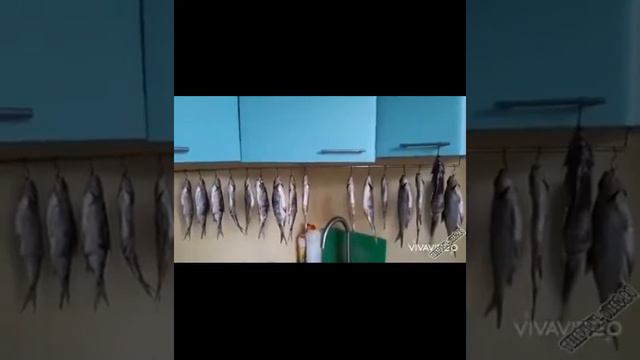 СМЕШНЫЕ КОШКИ 2022 И ДРУГИЕ ЖИВОТНЫЕ/ 5 МИНУТ СМЕХА/СМЕШНЫЕ ЖИВОТНЫЕ 2022/ЛУЧШИЕ ПРИКОЛЫ С КОТАМИ смотреть онлайн