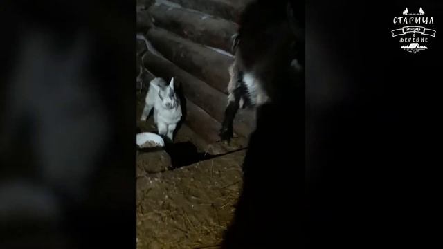 Как приручить козу: Молодая коза не кормит козленка. Снова приплод / Старица. Жизнь в деревне смотреть онлайн