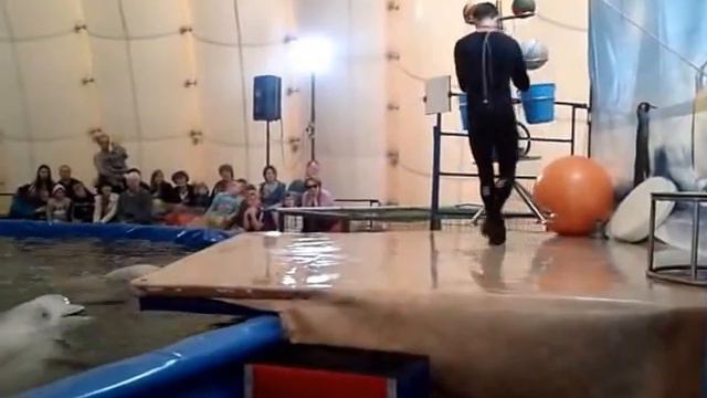 Дельфинарий в парке 850-ти летия г.Владимира смотреть онлайн