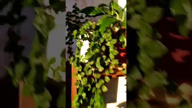 фикус Санни смотреть онлайн