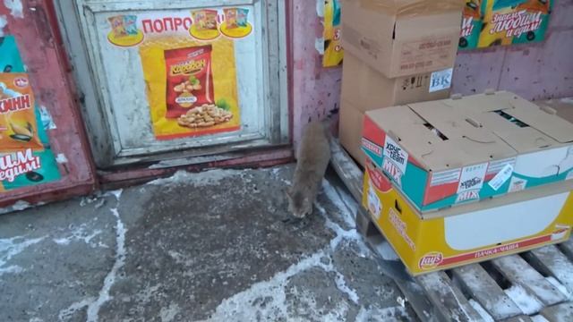 КОТ ПОЙМАЛ ПТИЦУ 2 кот охотник смотреть онлайн