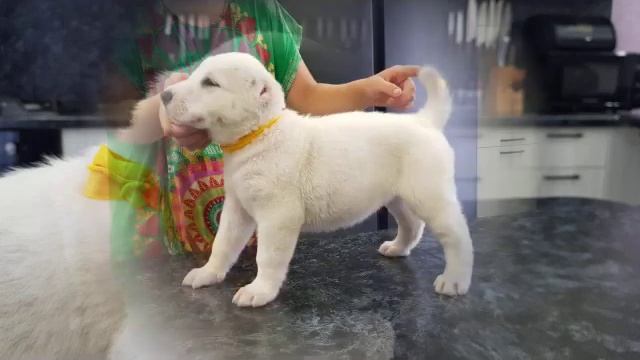 Детки ищут любящих родителей ?? смотреть онлайн