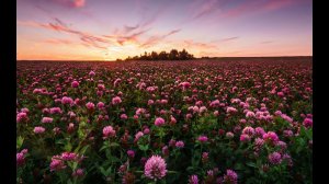 ЕВГЕНИЙ ЕВТУШЕНКО «ЗАШУМИТ ЛИ КЛЕВЕРНОЕ ПОЛЕ..»