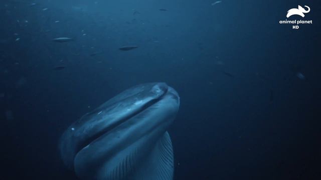 Ocean Pollution kills our Killer Whales! | Raise Awareness | #WorldWhaleDay | #animalplanet смотреть онлайн