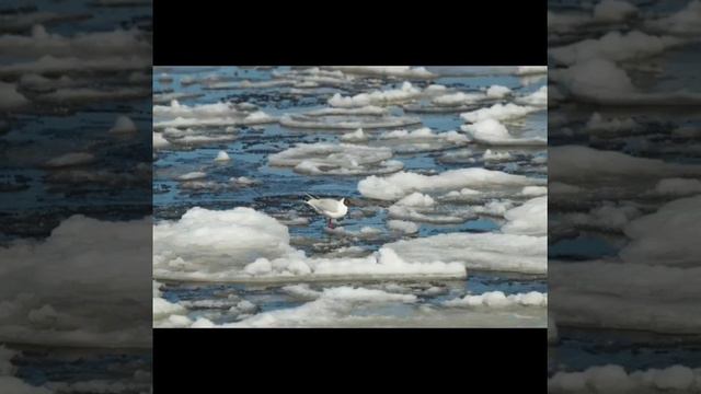 《ТАЛАЯ ВОДА》СЕРГЕЙ ЗАХАРОВ.бвв смотреть онлайн