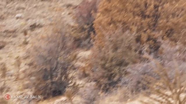 Muhteşem yaban domuzu avı- BEST WILD BOAR HUNTING- AV- HUNTS - GAME- HOG смотреть онлайн