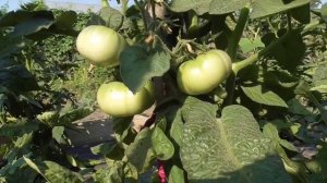 Томатный Гном Золотой цыган отличается от других. Обзор томата в открытом грунте в конце мая.