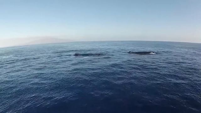 Киты - завораживающее видео? Смотреть со звуком?